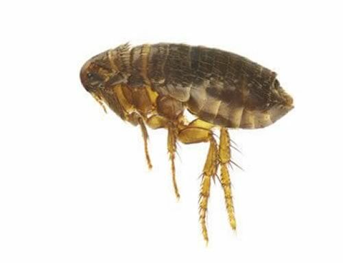 kill fleas